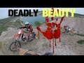 Deadly Beauty