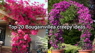 Top 20 Bougainvillea plants creepy ideas