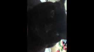 Mon Chat Qui N Aime Pas Qu On Tousse Ou Eternue Lol Youtube Mon Chat Qui N Aime Pas Qu On Tousse Ou Eternue Lol Youtube