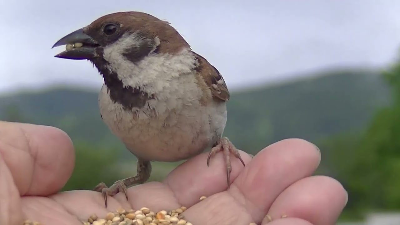 en 鳥船 雀 餌を貰いに手の上に飛んで来る雀 20260618 1 （行き道） - YouTube
