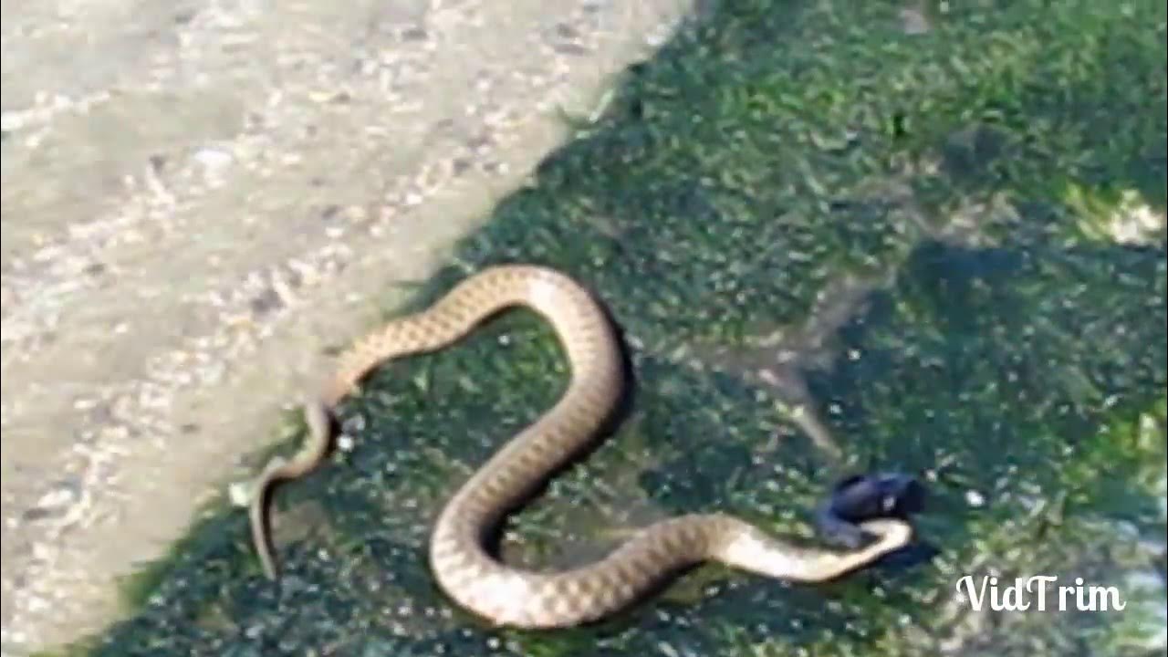 Змеи в анапе в море. Одесса Лиман змеи. Морская змея Азовское море 2023. Змея в Лимане. Змеи в Лимане.