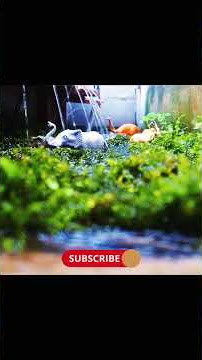 Suara hutan hujan tropis versi lite#viral #fyp #tiktok