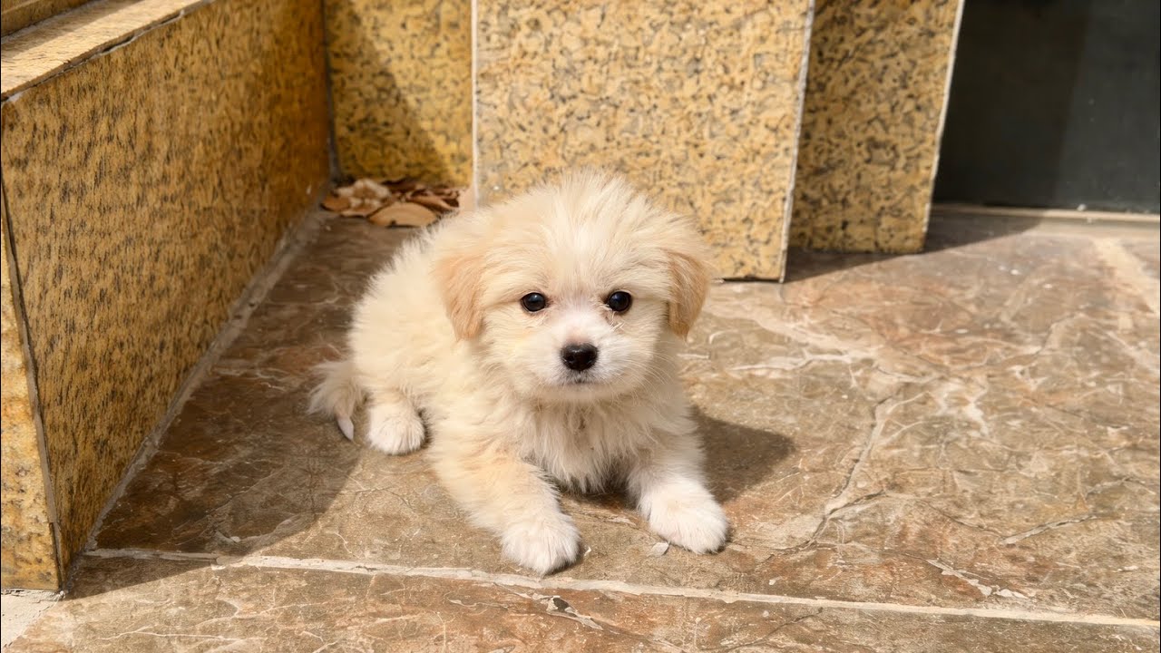 I Found a Homeless Small Puppy Picking Up Food on a Street , He is Very Hungry !🐶♥️♥️
