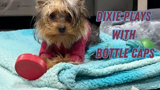 Dixie Plays with Bottle Caps