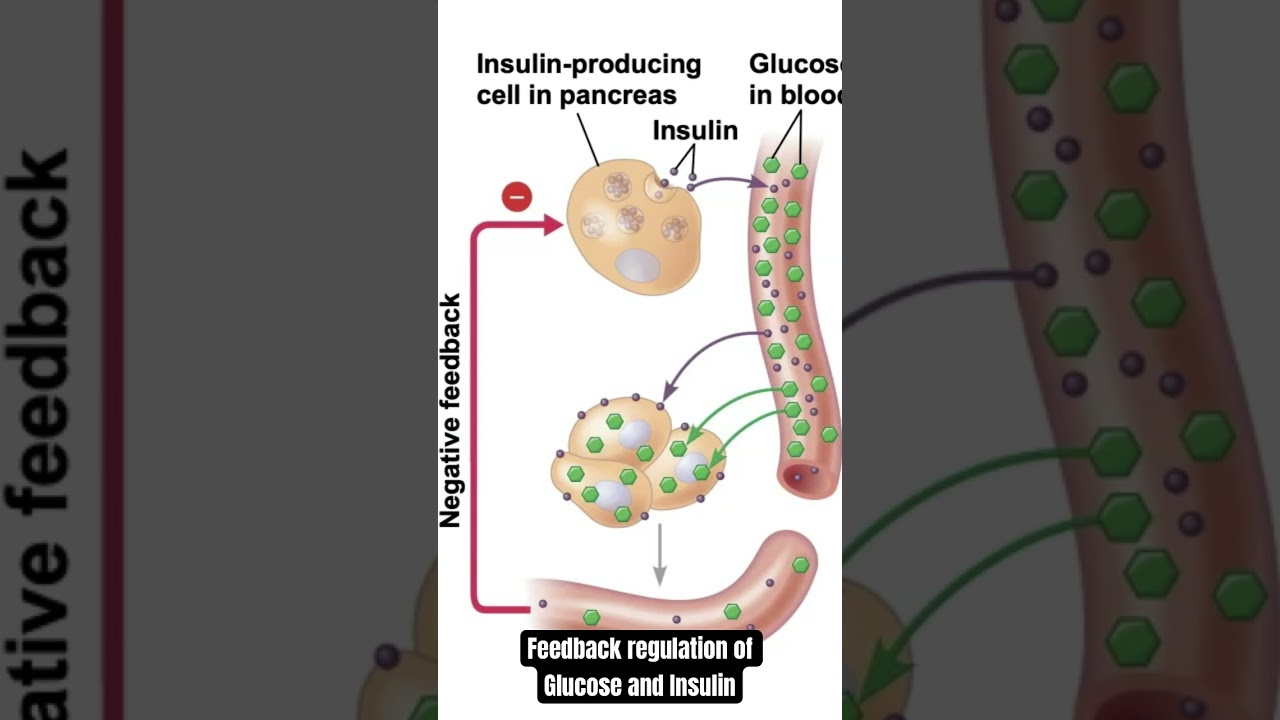 Theme #4: Interactions - Negative Feedback of Glucose and Insulin - see full lecture! 
