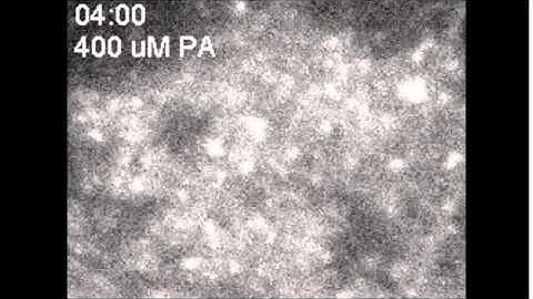 Phosphatidylinositol 4,5-bisphosphate Homeostasis Regulated by Nir2 and Nir3 at Endoplasmic...