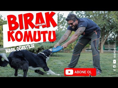 Video: Bir bahçede lazımlık gitmeden köpekler durdurmak nasıl