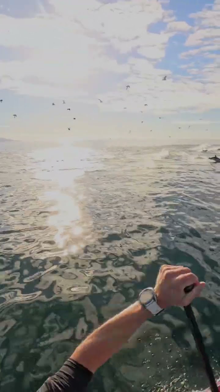 Paddleboarding With Dolphins || ViralHog