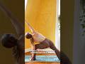 How to do side angle pose Utthita Parsvakonasana. Iyengar said you should never skip this one #yoga