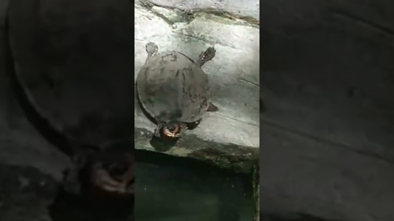 I'm a turtle walking very slow.