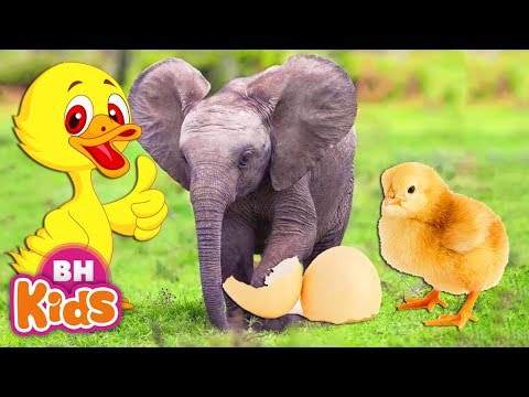 Xiếc Voi Con Ở Bản Đôn - Nhạc Thiếu Nhi Cả Nhà Thương Nhau, Đàn Vịt Con | Bài Hát Con Vật Cho Bé tại Xemloibaihat.com