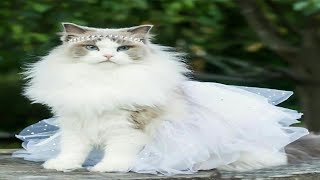 This cats is the beauty queens of the world ❤️❤️ beautiful and cute cats video 2019 by animal world 75 views 4 years ago 3 minutes, 34 seconds