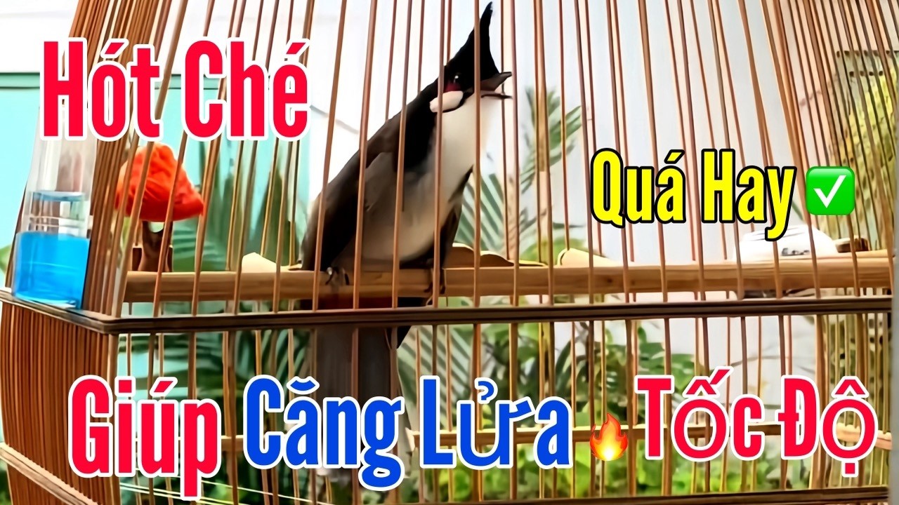 Chào Mào Hót - Luyện Giọng Kích Bổi Nhanh Căng Lửa. Kích Chào Mào Bổi Nhanh Hót, Lên Lửa Cực Sung