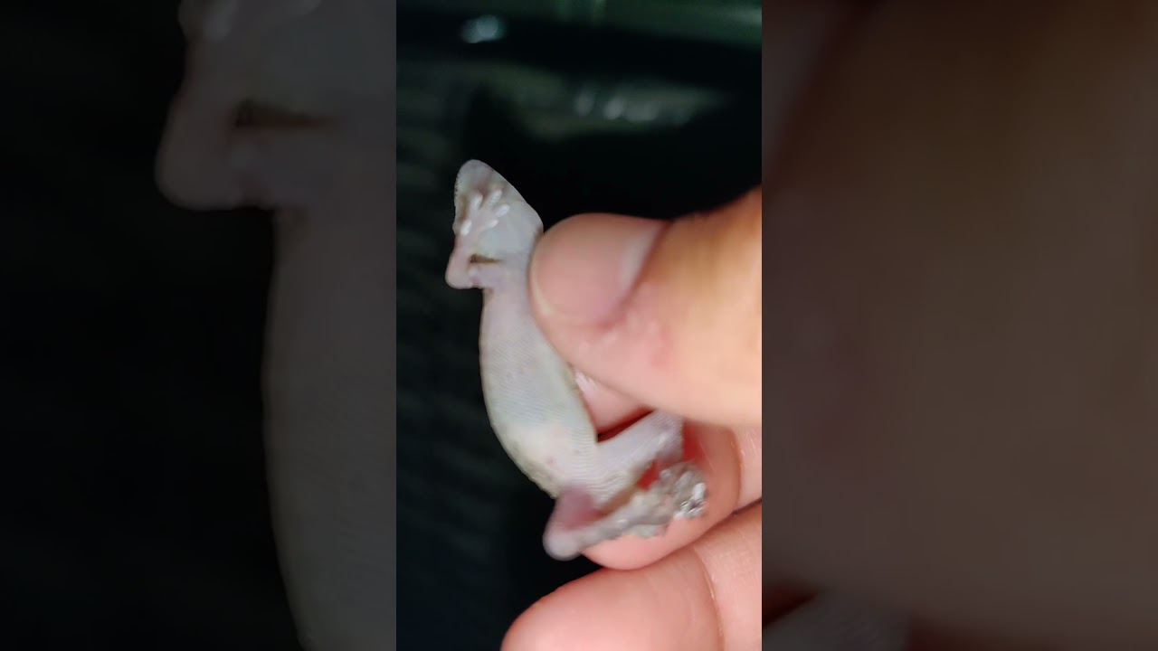 Gecko!! Any name ideas?