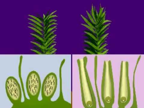 ხავსის გამრავლება