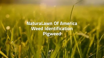 How to Identify Pigweed