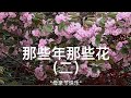 那些年那些花系列（二）