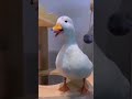 смешно ржака