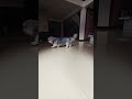 Dog #doglove #dog #cute #lovedog #love #pets
