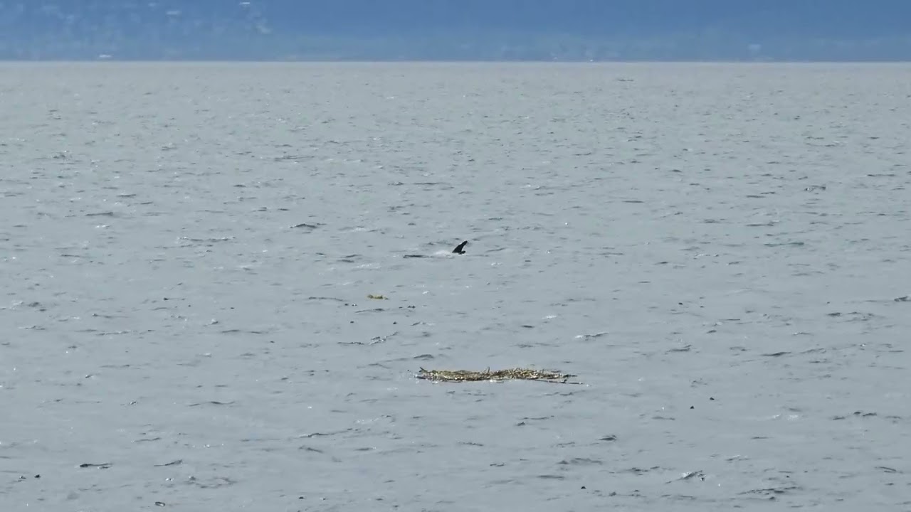 Orcas, Clover Point, Victoria, British Columbia, Canada, July 28th 2024