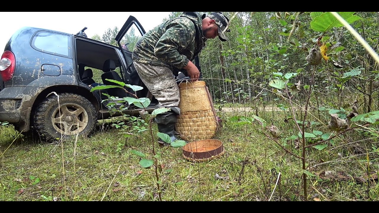 Я на севере была золото. Что за гриб. За грибами диорама.