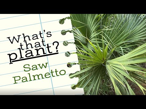 Video: Silver Saw Palmetto Palms - Aflați despre Arborele Silver Saw Palmetto