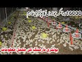 Poultry Farming in Pakistan 2019 | Broiler Chicken Farming in Urdu | Control Poultry Shed