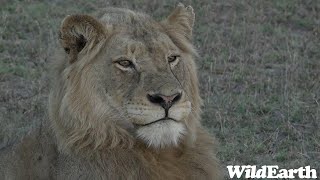 WildEarth - Sunrise Safari -  31 January 2024