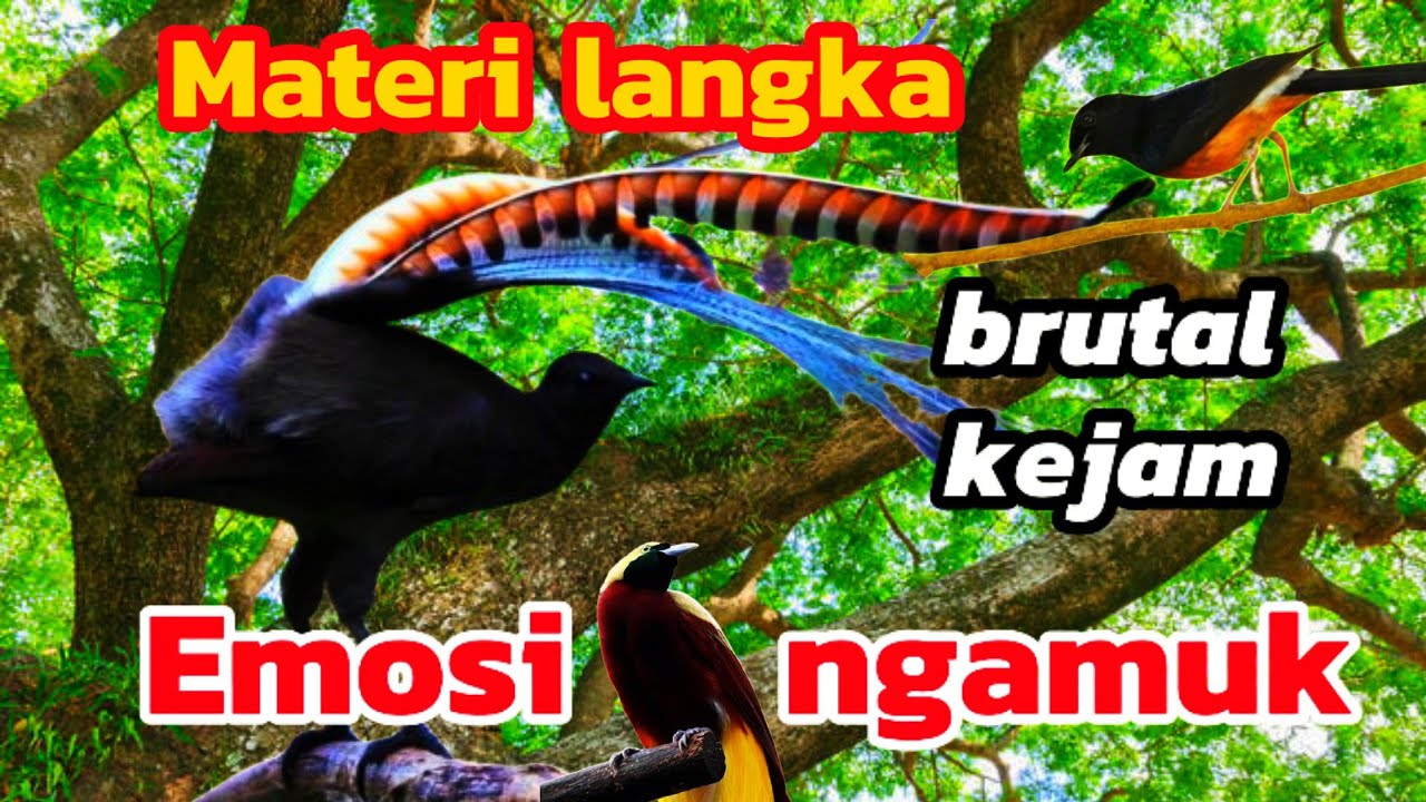 Masteran murai batu; Super langka unik raja kicau hutan bangkitkan emosi‼️