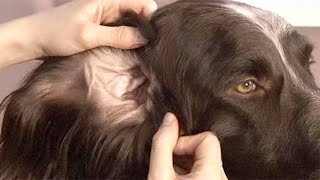 How to clean your dog's ears