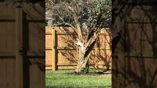 Dog Throws a Tantrum While Trying to Break Tree Branch || ViralHog