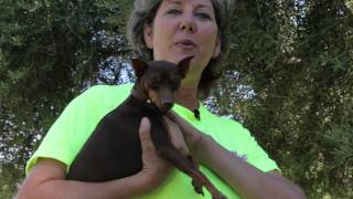 What Kind of a Dog Is a Mini Pinscher? : Dog Training & Care