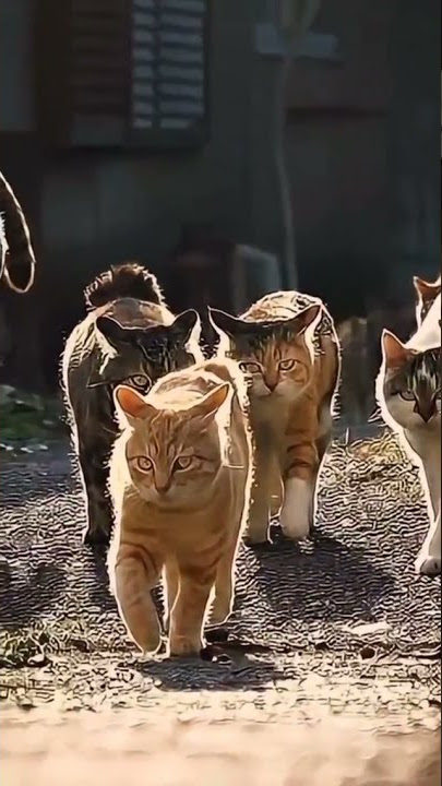 JEDAG JEDUG KUCING OYEN (ORANGE). RAS TERLUAT SAAT INI⚠️