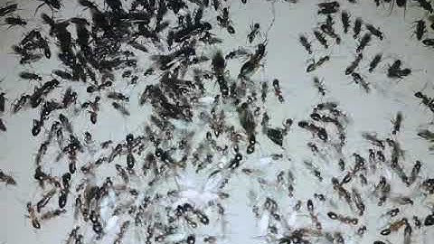 Largest ant group caught on camera