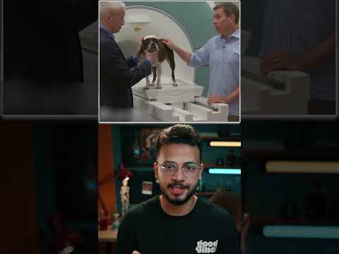 هل الكلاب بتحب أصحابها فعلا