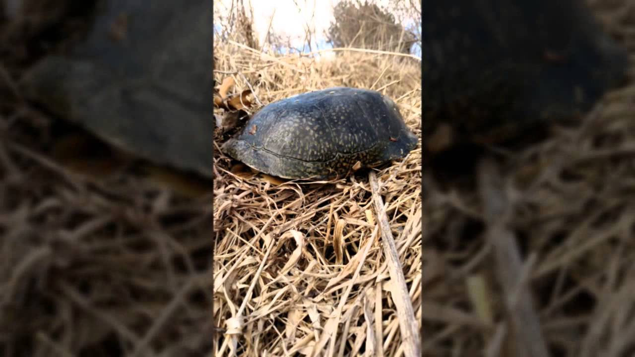  Herping Michigan March 21st, 2015