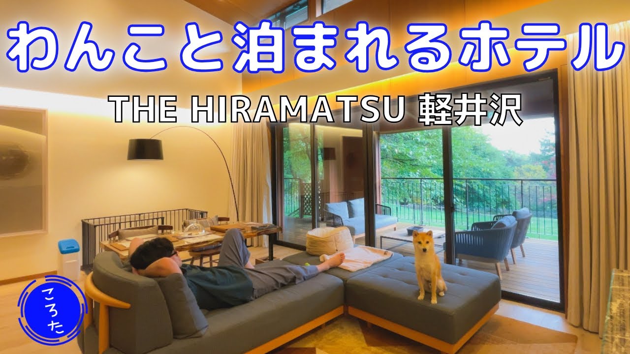 【高級】軽井沢へ柴犬と旅行！犬と泊まれる宿が贅沢すぎて最高だった【豆柴ころた】Shiba Inu staying at a luxury hotel