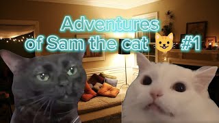 The Adventures of Sam the Cat #1