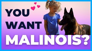 are belgian malinois good family pets | can a malinois be a family dog | dog training videos