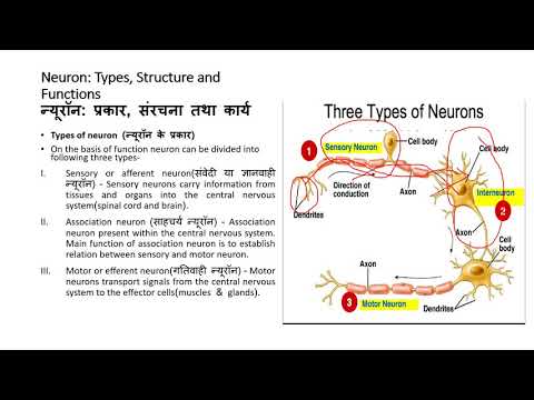 NEURON (biological basis of behavior ), BA PART 1 PSYCHOLOGY
