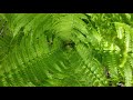 Partch Woods Scientific and Natural Area Virtual Hike