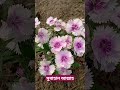 নৈসর্গিক সৌন্দর্য 🌼