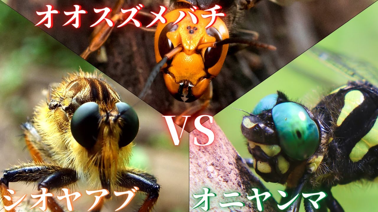 【最強対決】シオヤアブ VS オニヤンマ VS オオスズメバチ‼