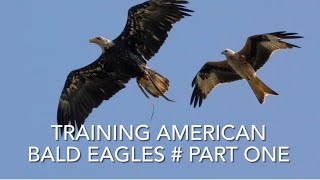 Falconry: American Bald Eagle; working and training part one