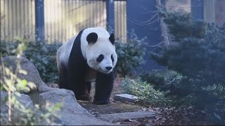 東京都恩賜上野動物園　繁殖準備中のパンダを公開