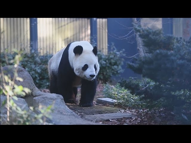 東京都恩賜上野動物園 繁殖準備中のパンダを公開 - YouTube