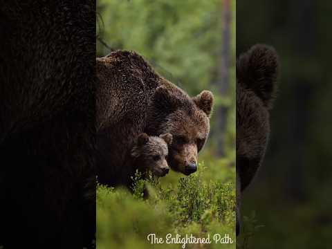 Great Bear Rainforest: