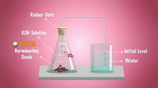 Role of Carbon dioxide During Respiration | 10th Biology | Video