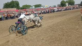 Lagan Avdat Vasru Ani Motha Bail Bailgada Shariyat