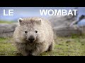 Le wombat documentaire